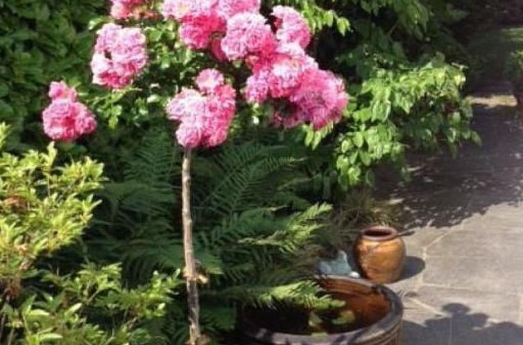 Appartement Casa Viola