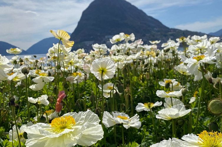 Appartement Gartenwohnung im Tessin mit Swimmingpool