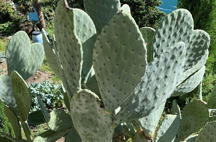Appartement Gartenwohnung im Tessin mit Swimmingpool