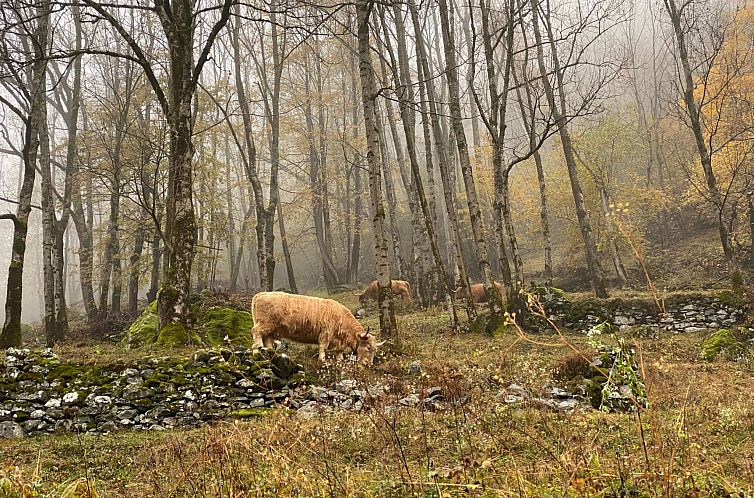 Vakantiehuis Casa Isabella