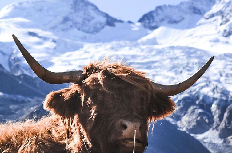 Appartement Helvetia Apartments