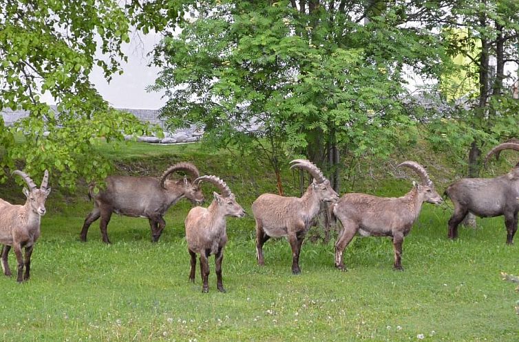 Appartement FeWo JUFA Grächen