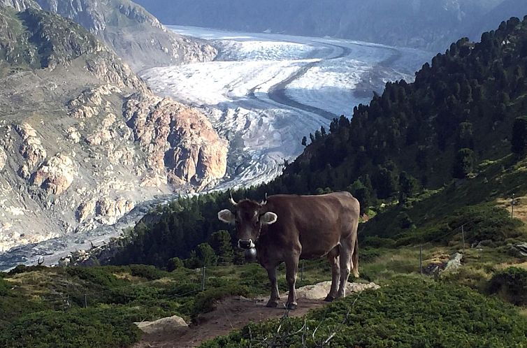 Appartement Amici 1. OG West