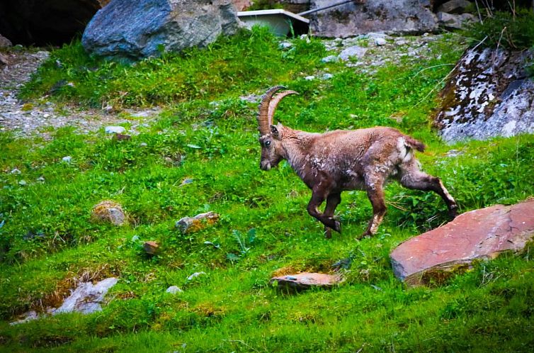 Appartement Monte Rosa