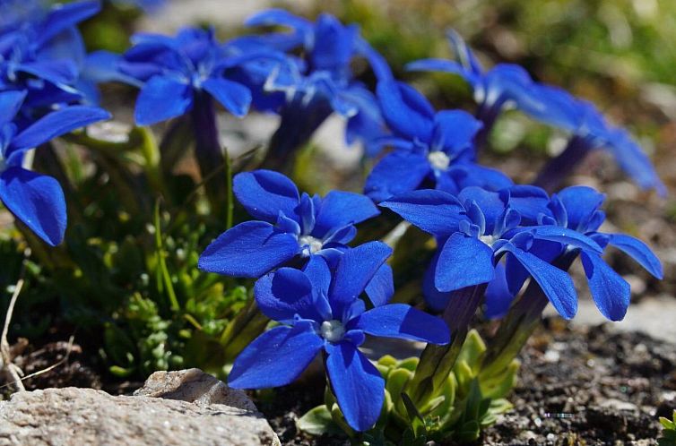 Appartement Ferienhaus Alea