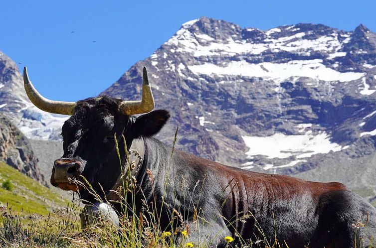 Appartement Ferienhaus Alea