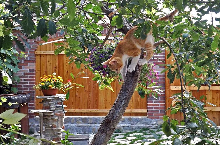 Appartement Casa Zollo - nahe den Karpaten Transsilvaniens