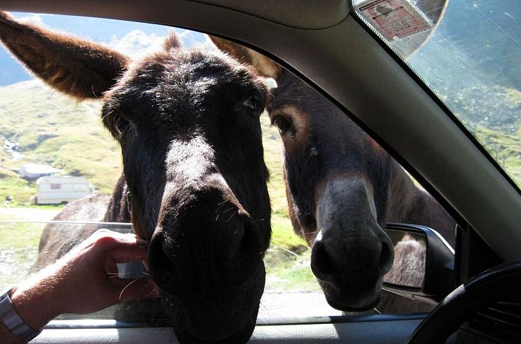 Appartement Casa Zollo - nahe den Karpaten Transsilvaniens