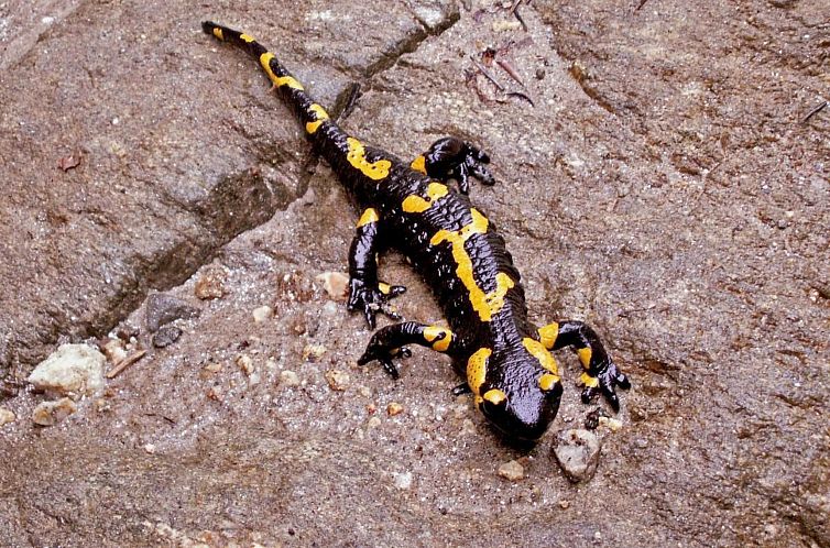 Vakantiehuis in Sibiel mit Terrasse und Grill