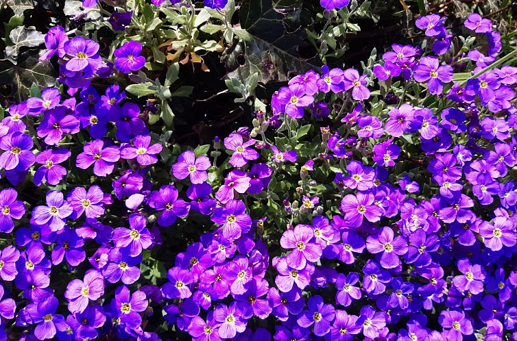 Vakantiehuis Finca "Motje" mit Aussicht