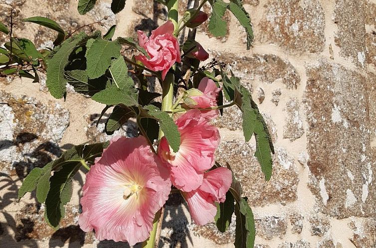 Vakantiehuis Finca "Motje" mit Aussicht