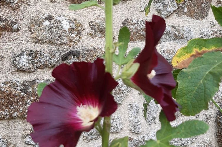 Vakantiehuis Finca "Motje" mit Aussicht