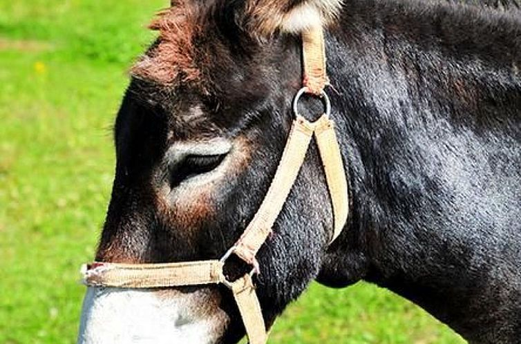 Vakantiehuis mit Terrasse