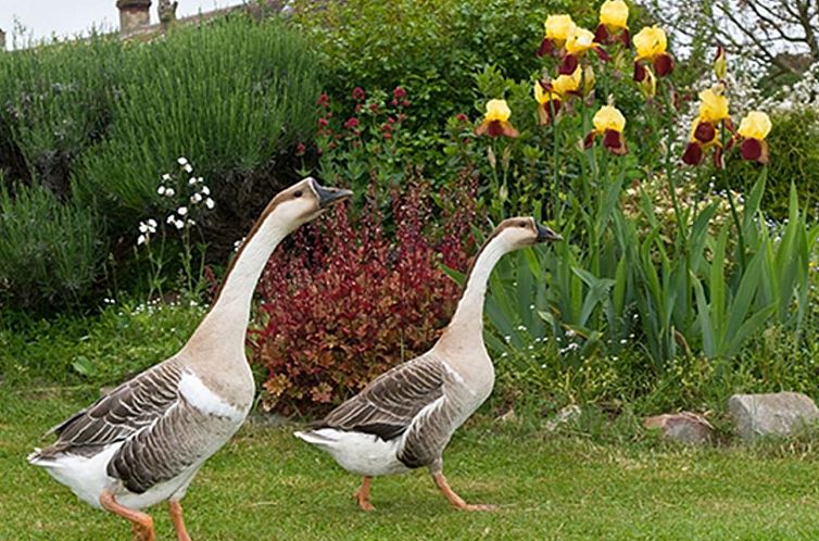 Vakantiehuis mit Terrasse
