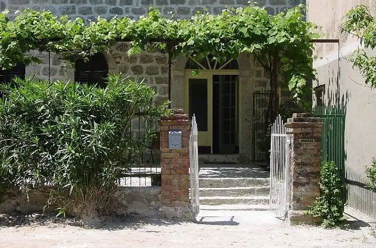 Mimosa Montenegro