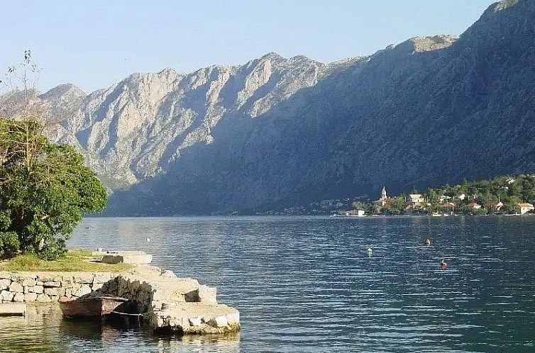 Mimosa Montenegro