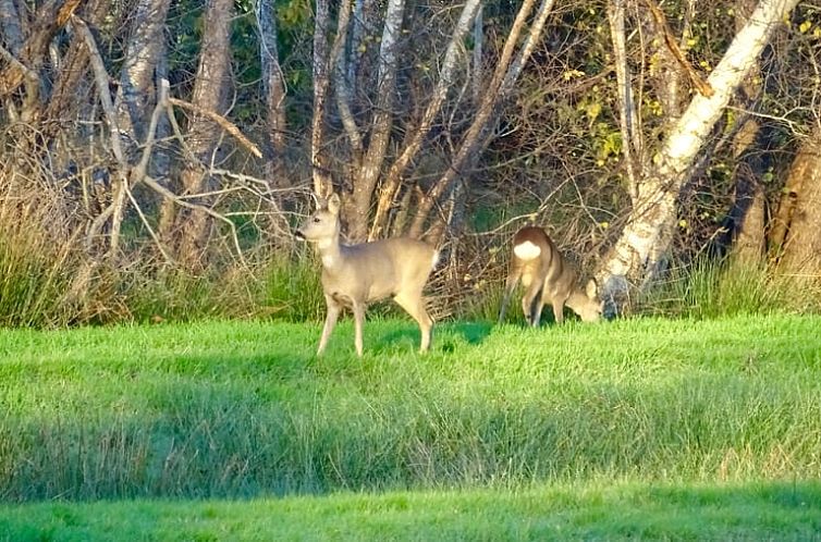 Vakantiehuisje in Diever