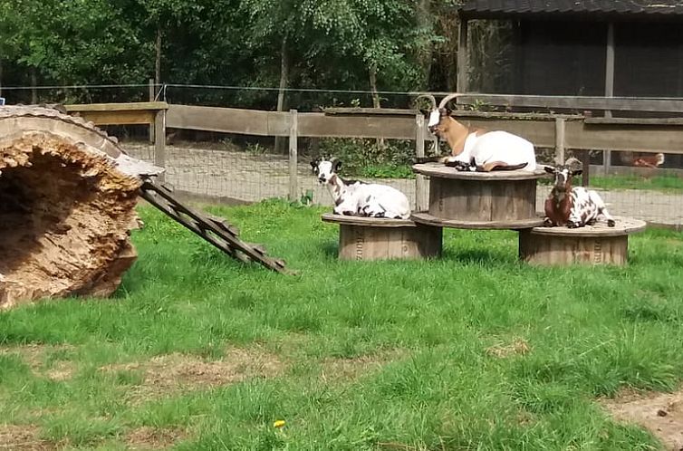 Vakantiehuisje in Ruinen