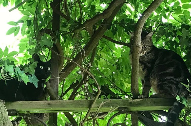 Huisje in Mandelbachtal