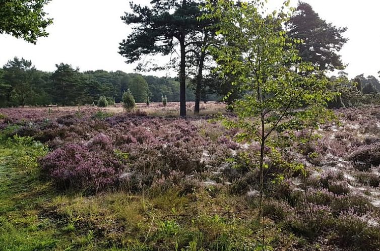 Vakantiehuisje in Dwingeloo