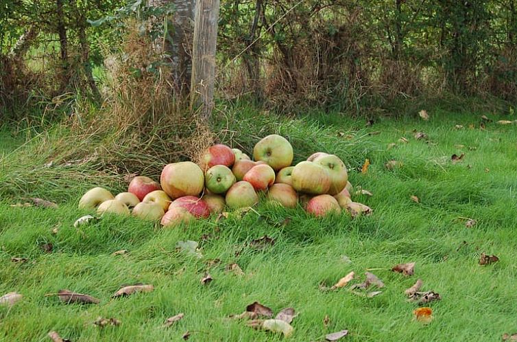 Vakantiehuisje in Koekange