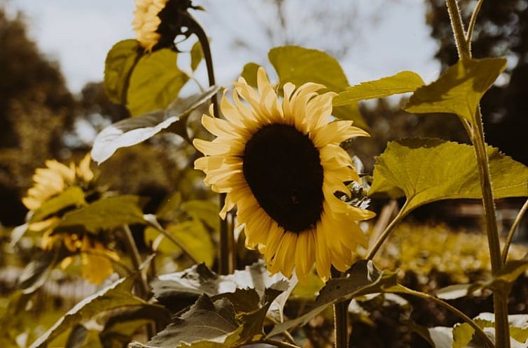 Vakantiehuisje in Uffelte