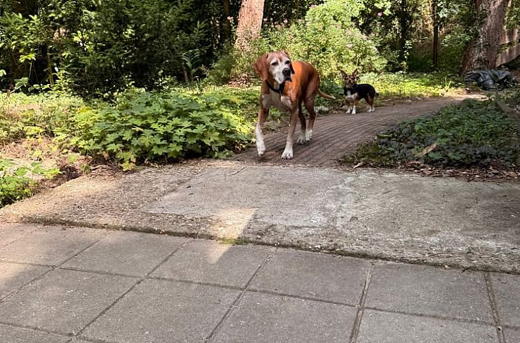 Vakantiehuisje in Uffelte