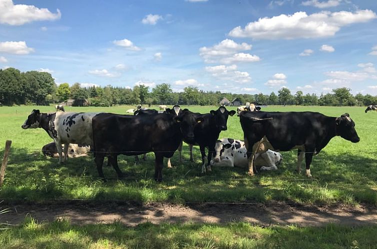 Vakantiehuis in Frederiksoord