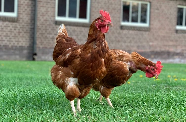 Vakantiehuis in Frederiksoord