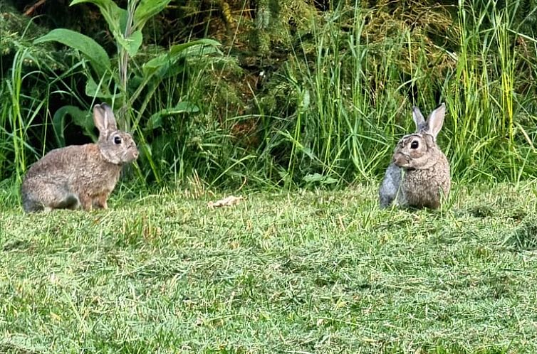 Vakantiehuisje in Oude Willem