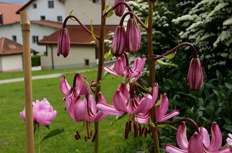 Appartement Appartement - Bellevue