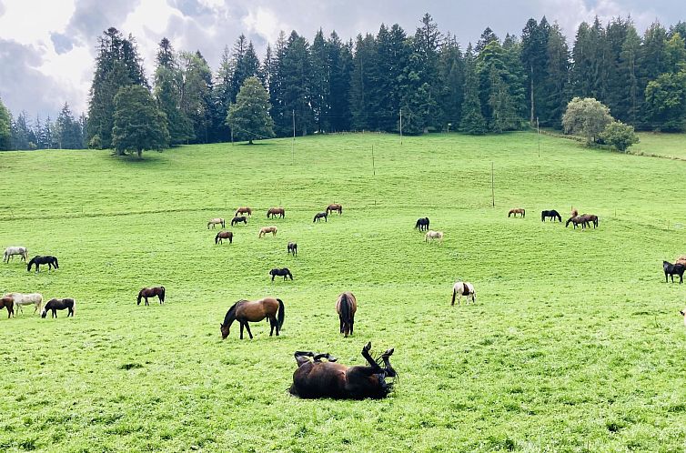 Appartement Maison de vacances - LM