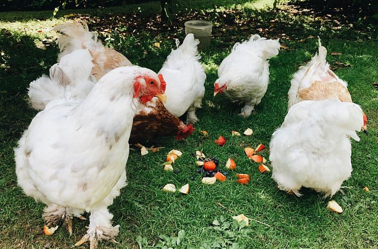 Vakantiehuisje in Rutten