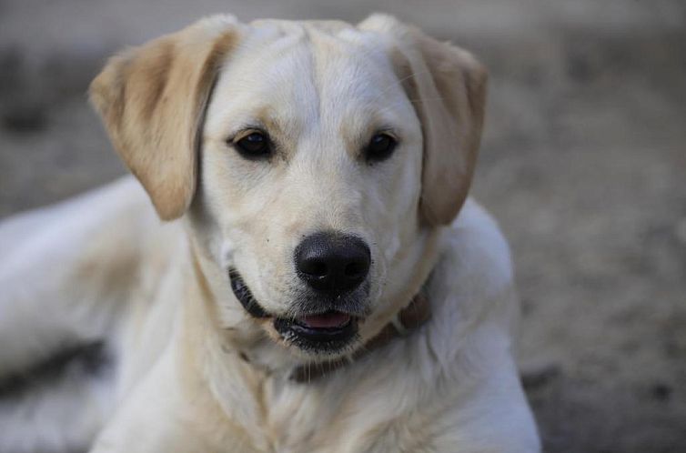 Bergbauernhof Stauder