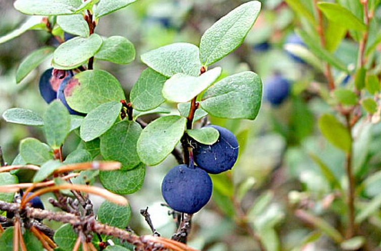 Vakantiehuis Villiruusu