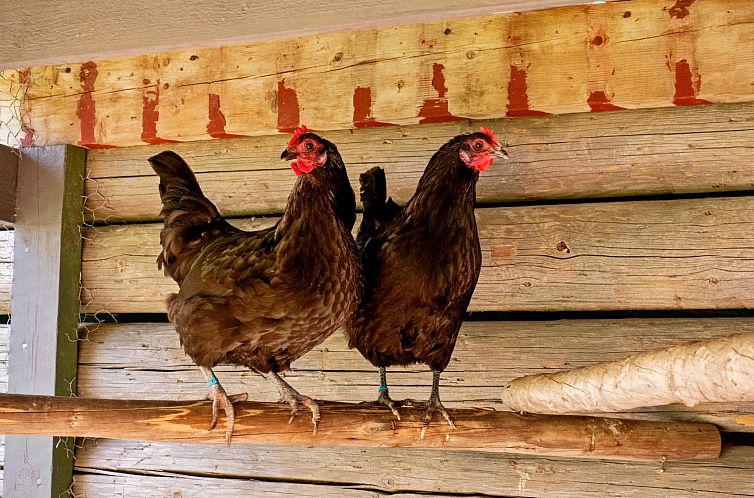 Vakantiehuis Villa lystikämä