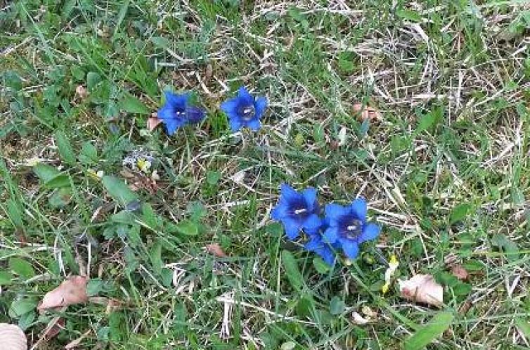 Pension Schwalbennestl