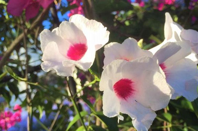 Darling Lodge Guest House