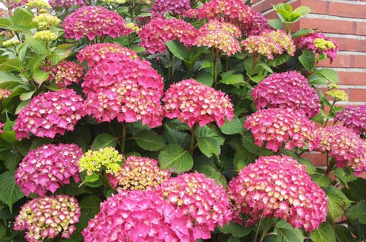 Haus Thorwarth - Hotel garni