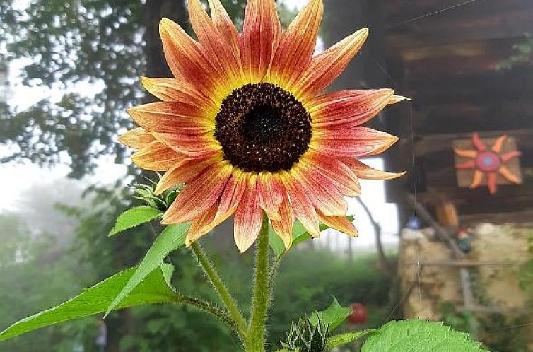 Apartment Berghof Familie Steinwender