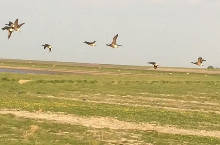 Vakantiehuisje in Moddergat