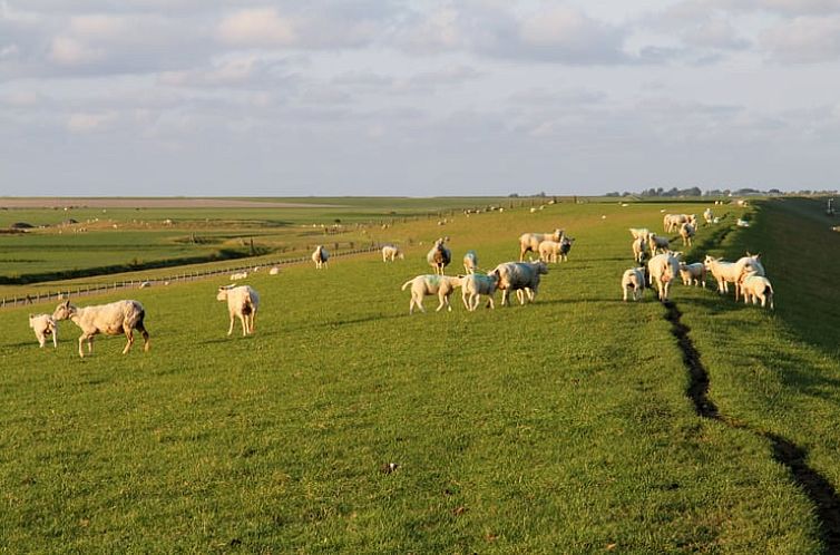 Vakantiehuis in Ferwert