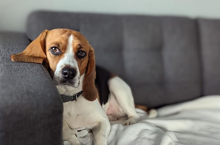 Vakantiehuisje in Oostrum/Dokkum