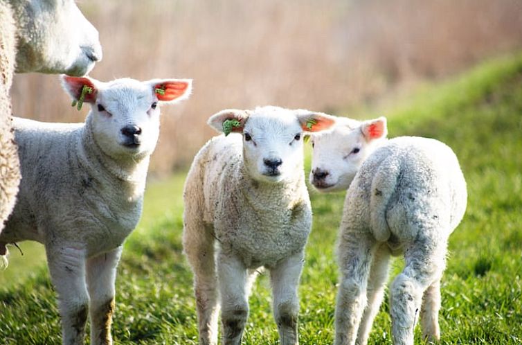 Huisje in Sint Annaparochie