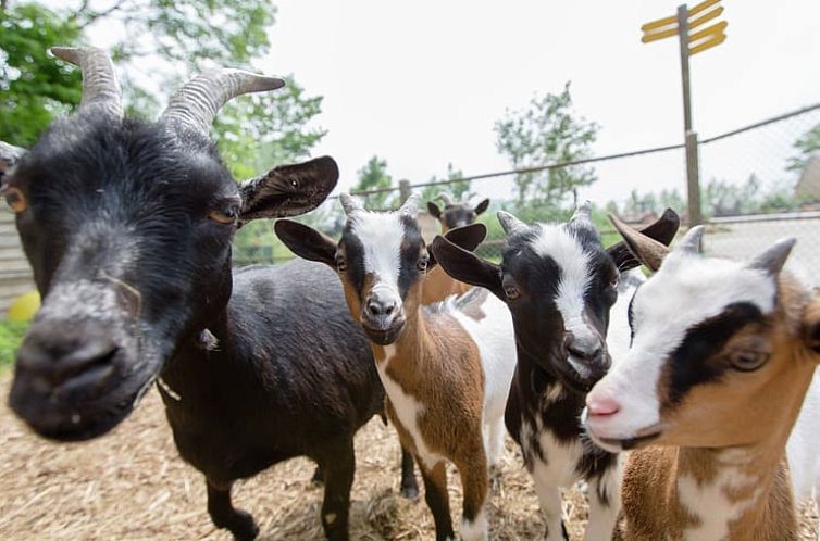 Huisje in Sint Annaparochie