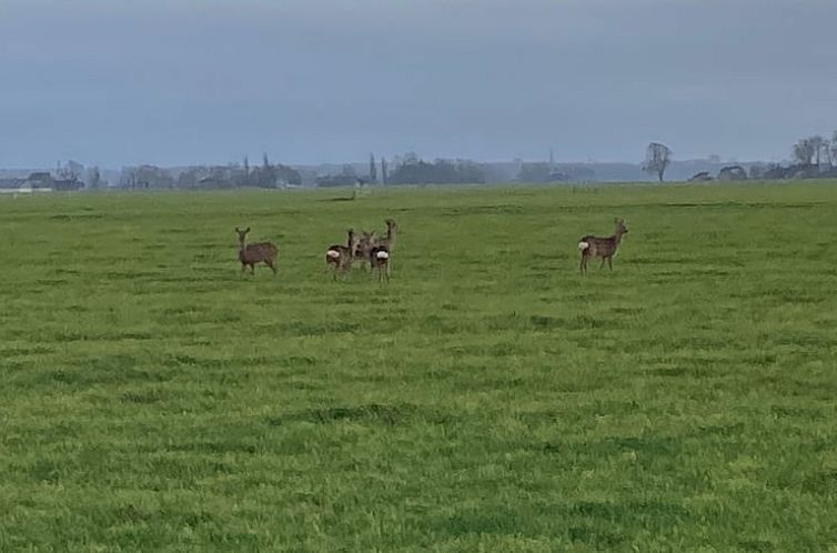 Vakantiehuis in Stiens