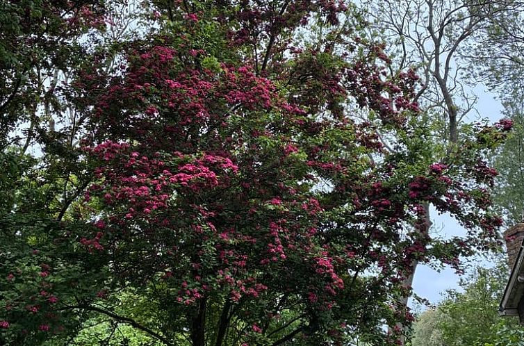 Vakantiehuis in Stiens