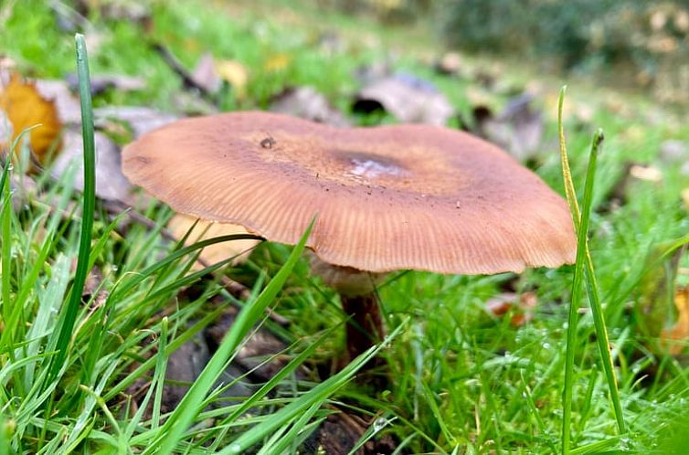 Vakantiehuis in Stiens