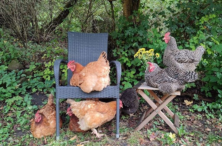 Vakantiehuis in Modry Kamen