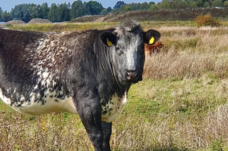 Vakantiehuisje in Winssen